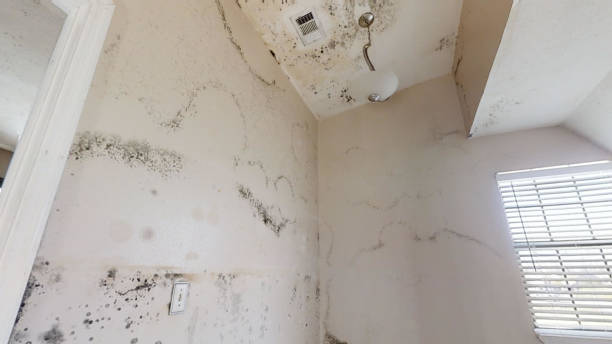Best Air Quality Testing for Mold Spores  in Otsego, MN