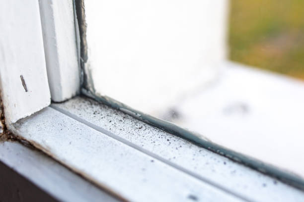 Best Mold Odor Removal Services  in Otsego, MN