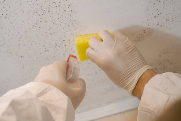 Best Airborne Mold Testing  in Otsego, MN