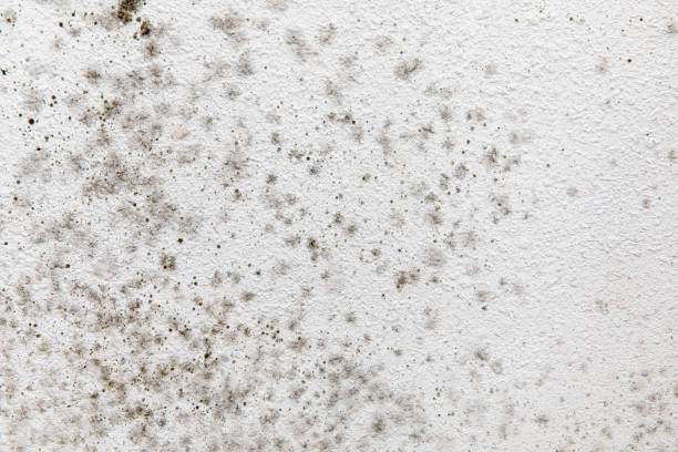 Best Comprehensive Air Testing for Mold Contaminants  in Otsego, MN