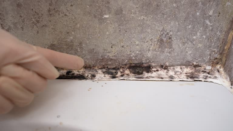 Best Comprehensive Air Testing for Mold Contaminants  in Otsego, MN